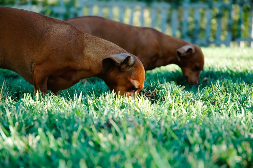 зачем собаки едят траву