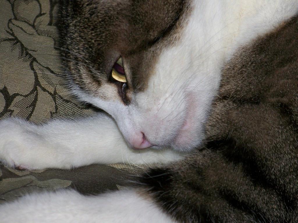 Спящий кот с открытыми глазами. Сонный кот с открытыми глазами. Спящие кошки картинки. Засыпающие глазки