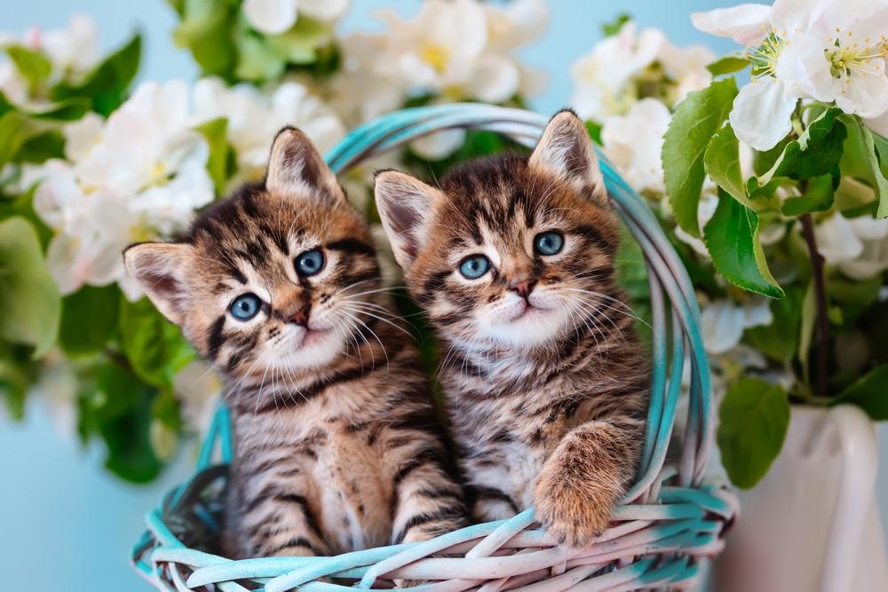 Советы по выбору котенка беспородной кошки