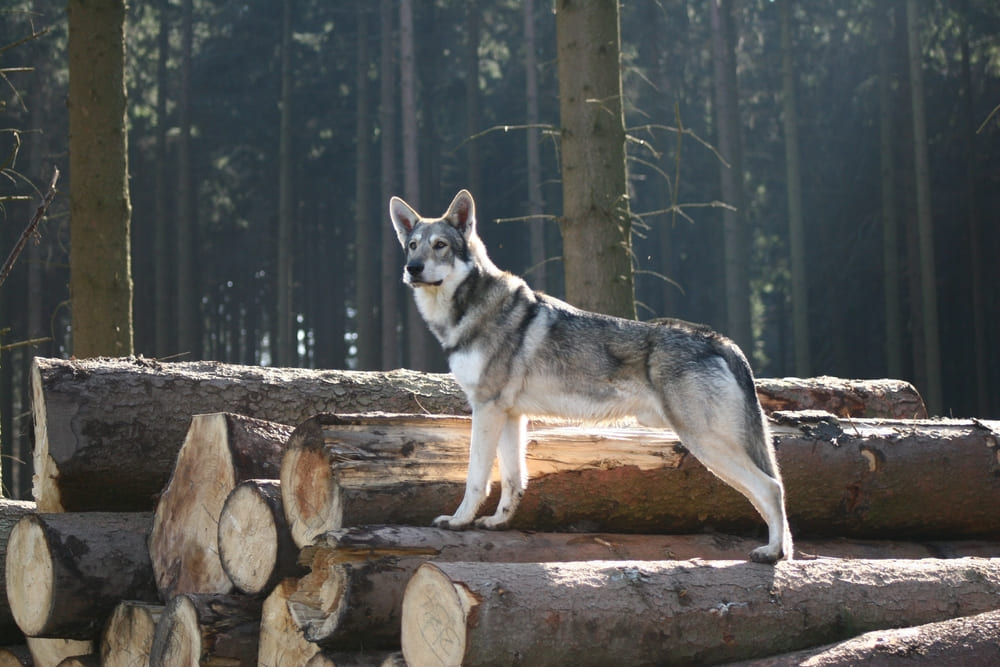 Приобретать волчью собаку Сарлоса нужно у проверенного заводчика