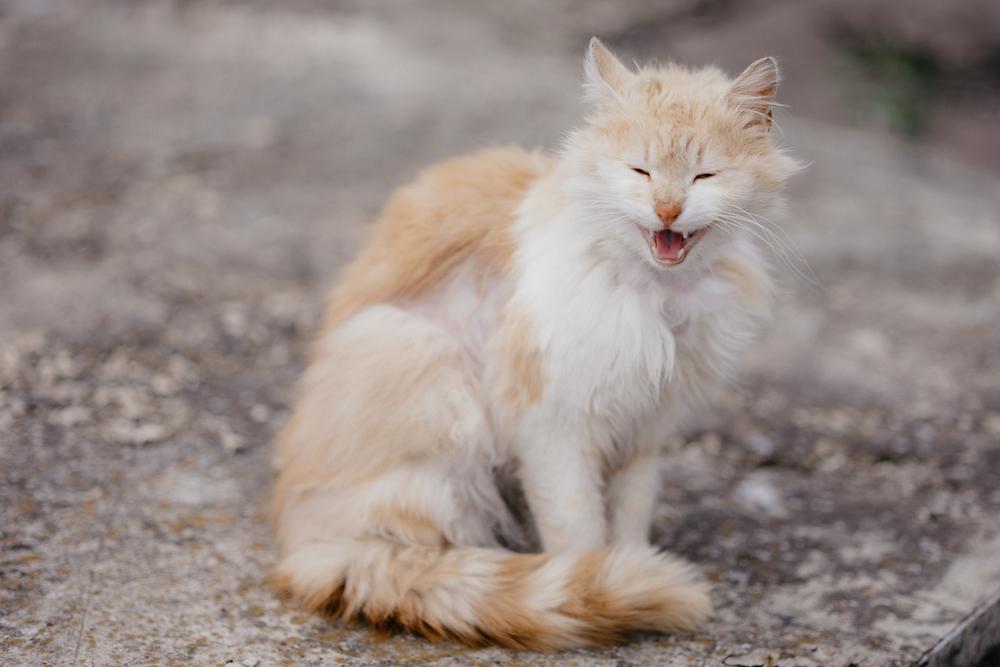 Профилактика атопического дерматита у кошек Профилактика атопического дерматита у кошек