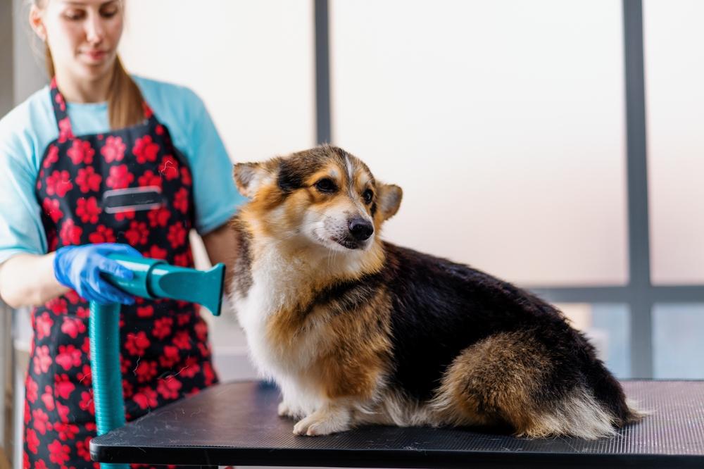 Здоровье корги флаффи