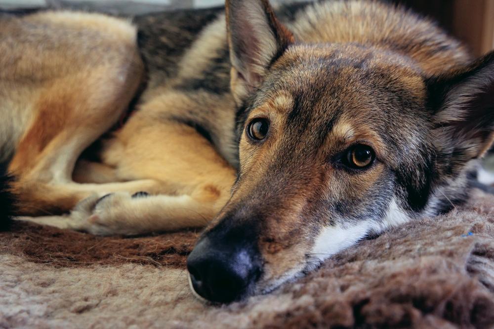 Возможные заболевания тамасканской собаки