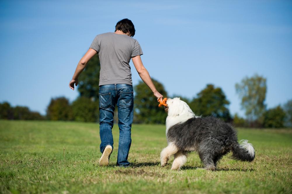 Характер бобтейла