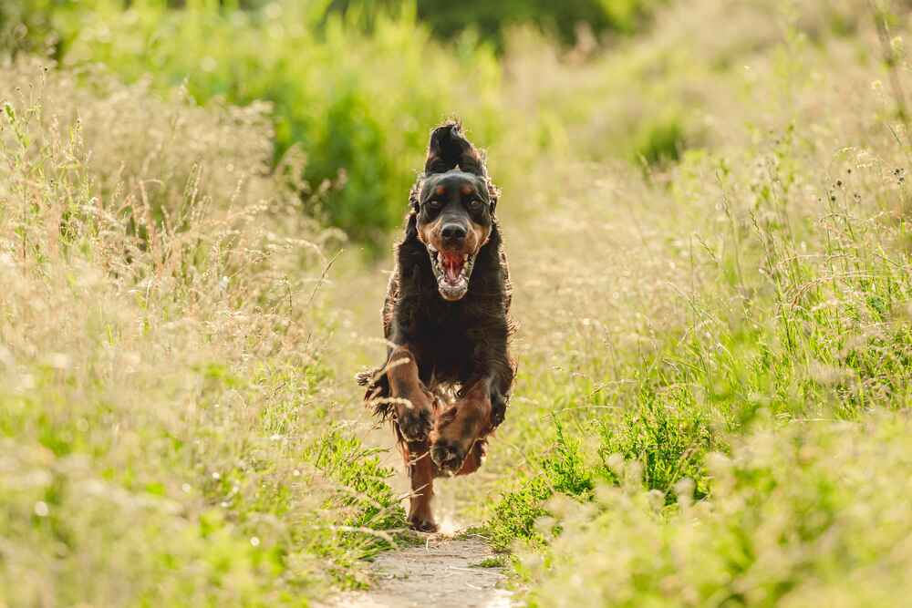 Каждый шотландский сеттер индивидуален