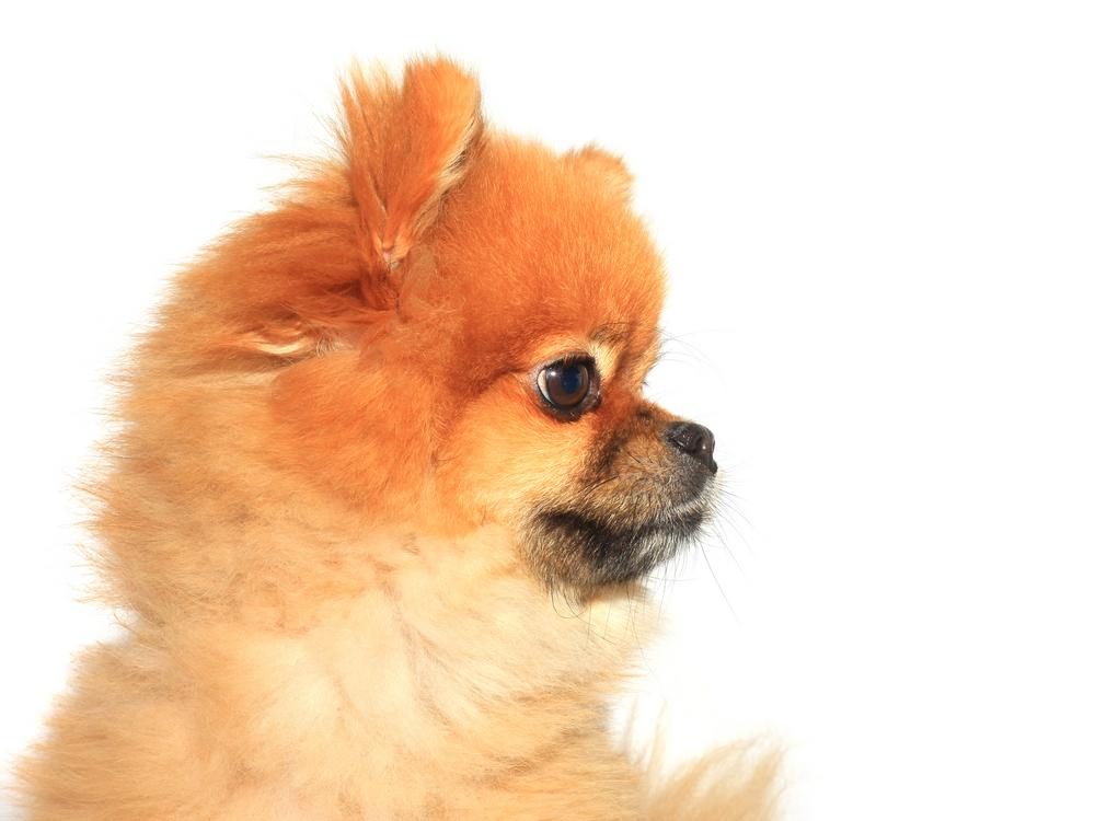 Особенности кормления и рацион шпица медвежьего типа