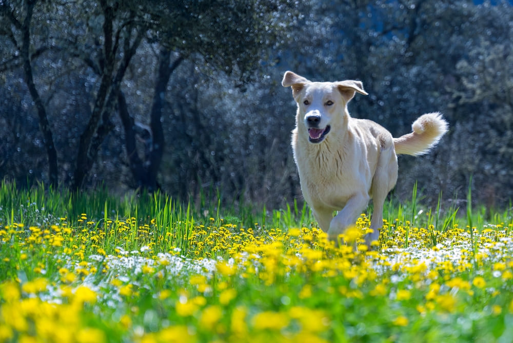 У лабрадоров могут появляться наследственные болезни
