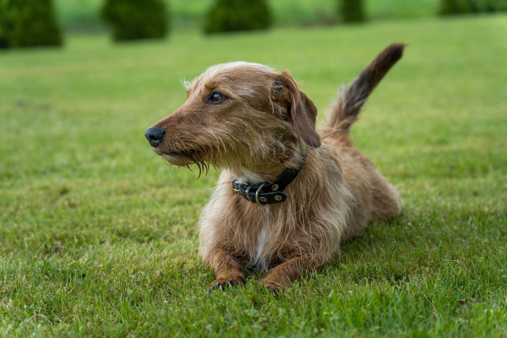 Вязка такс проходит в несколько стадий