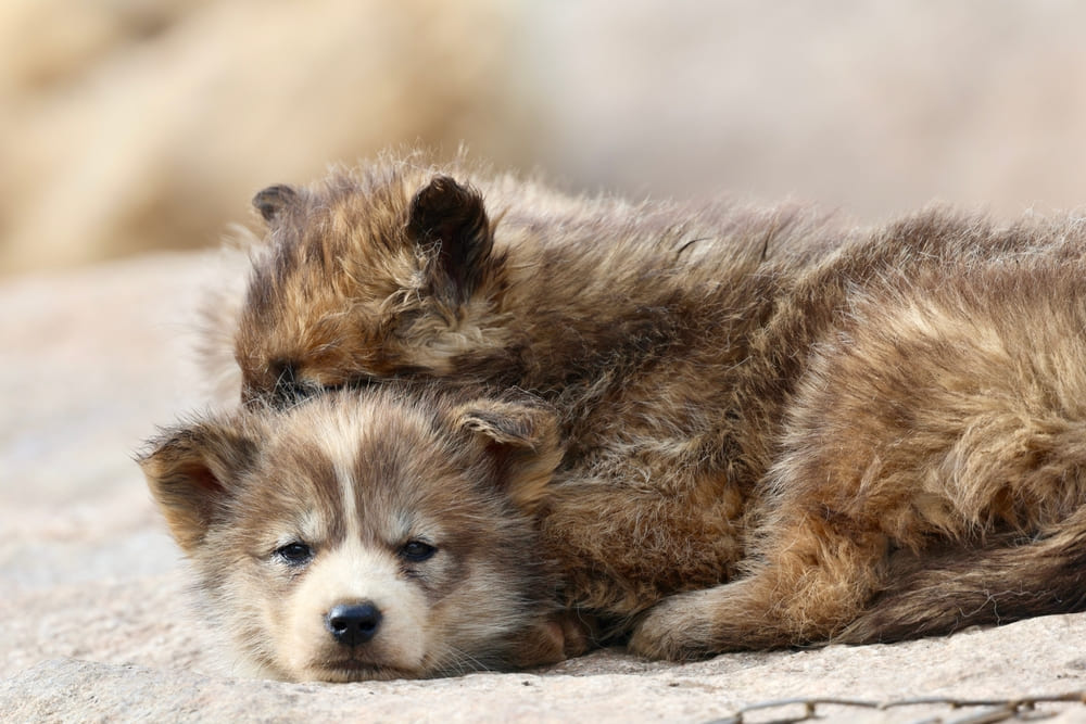 Щенки гренландской ездовой собаки