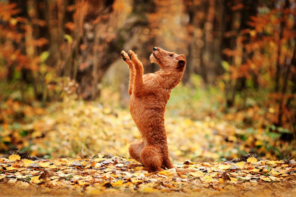 Дрессировка ирландского терьера 