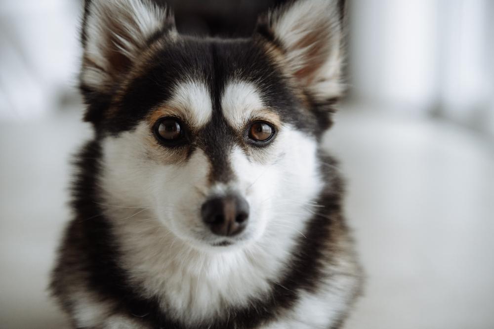 Здоровье и болезни аляскинского кли-кая