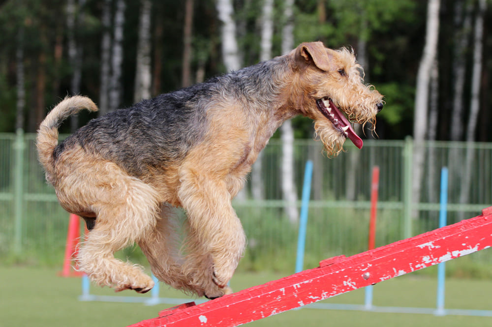 Лейкленд-терьера лучше приобретать у опытного заводчика