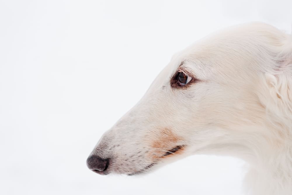 Русских псовых борзых нужно правильно кормить