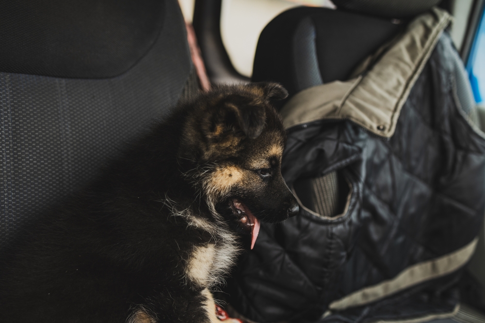 Владельцу важно знать, как выбирать щенка восточноевропейской овчарки