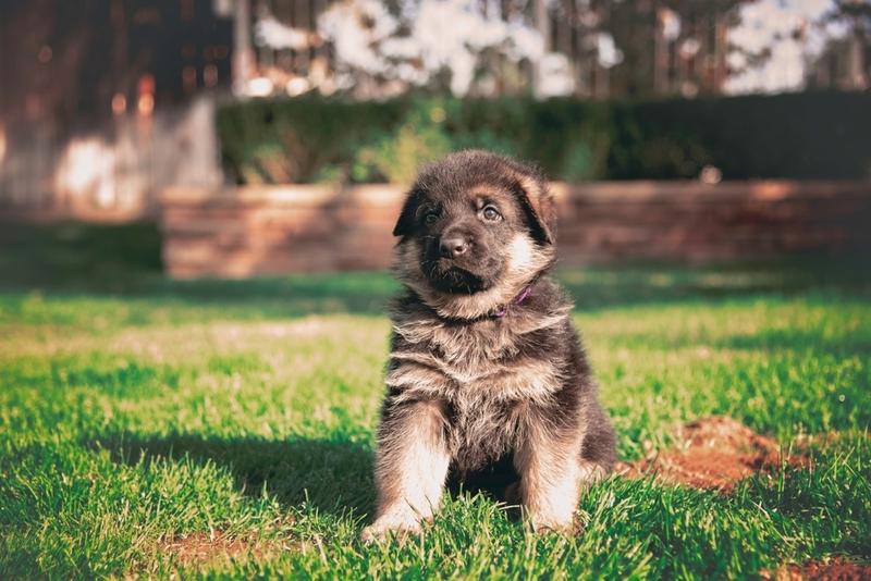 Сколько весит немецкая овчарка и с чем связан перебор массы?