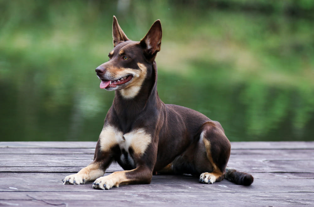 Для австралийских келпи характерны болезни глаз