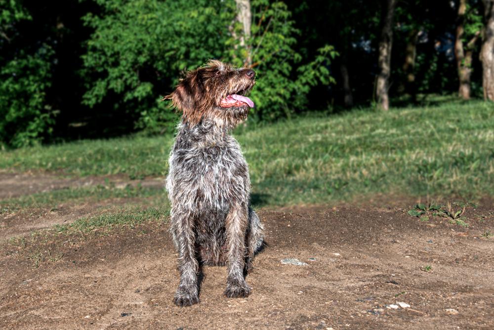 охотничьи немецкие собаки: дратхаар.jpg