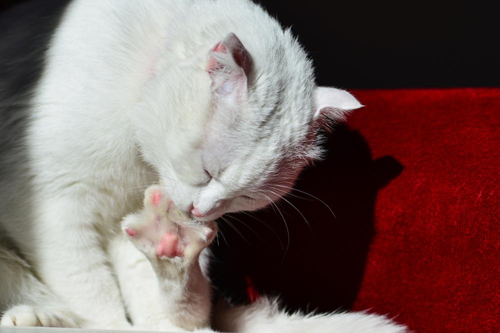 По какой причине кошка грызет когти По какой причине кошка грызет когти