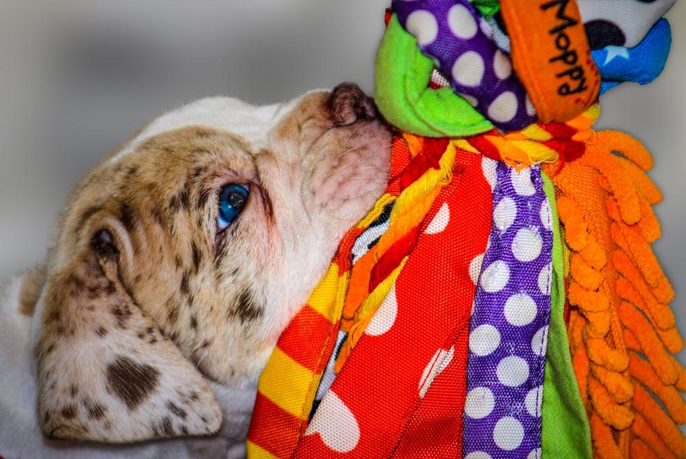 Характер алапахского бульдога