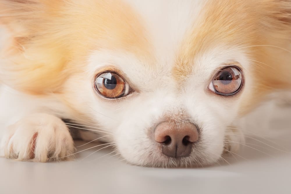 Чихуахуа хорошо дрессируются