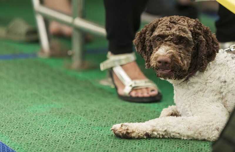 Двухцветный барбет