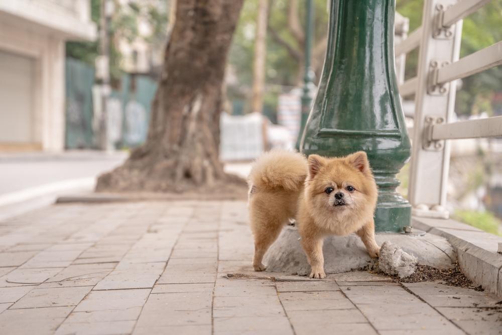 Как приучить собаку ходить в туалет на улице 