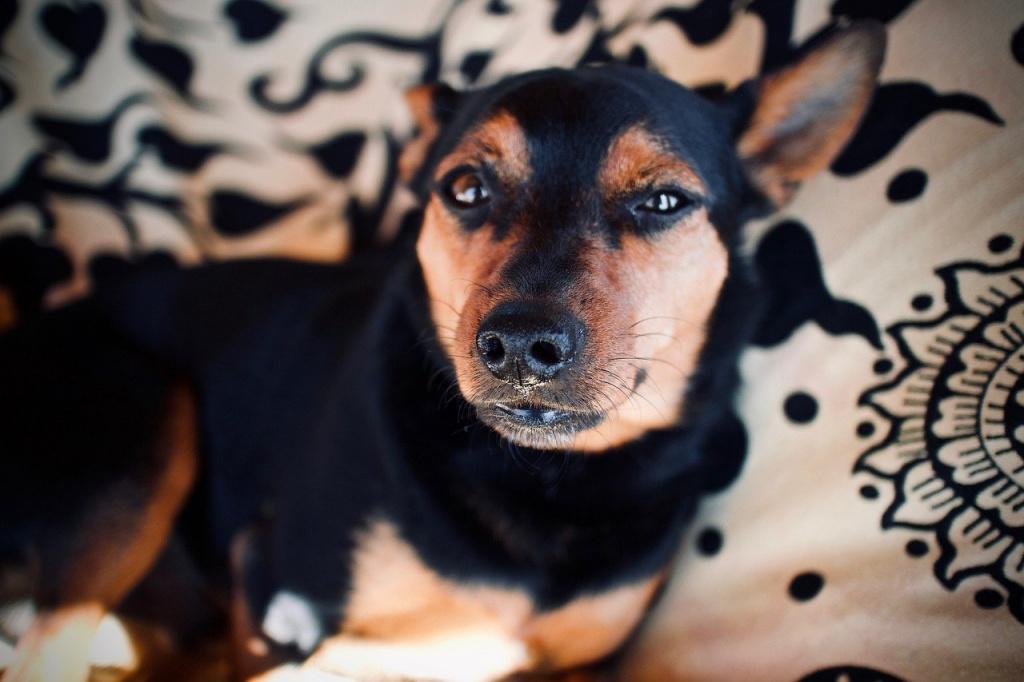 Классификация кератита у собак по проявлениям и симптомам Классификация кератита у собак по проявлениям и симптомам