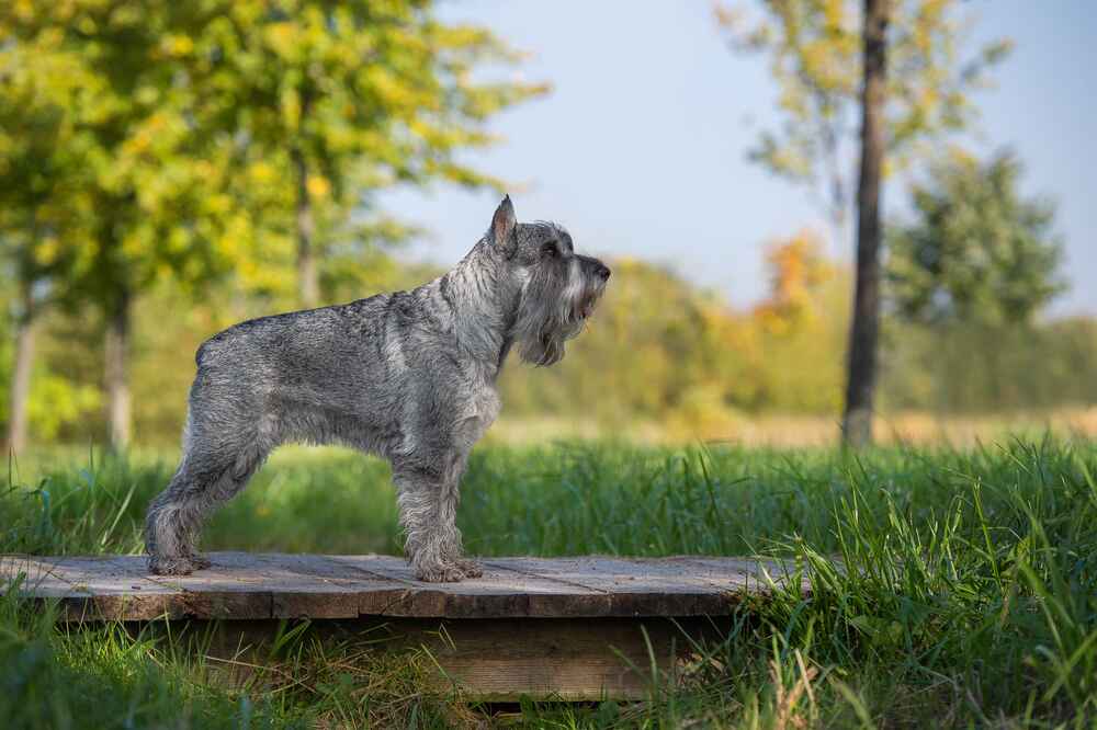 Владельцу важно знать, сколько живут миттельшнауцеры