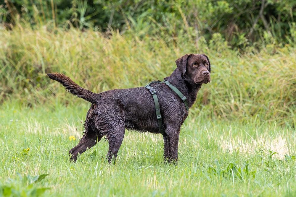 Шоколадный лабрадор стоит