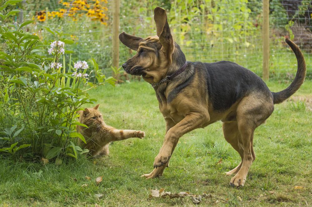 Болезни бладхаунда