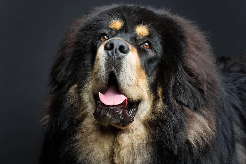 Порода собаки тибетский мастиф сколько она стоит