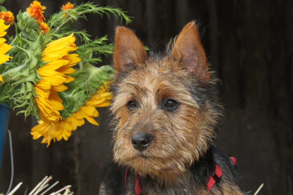 Австралийского терьера лучше приобретать в питомнике