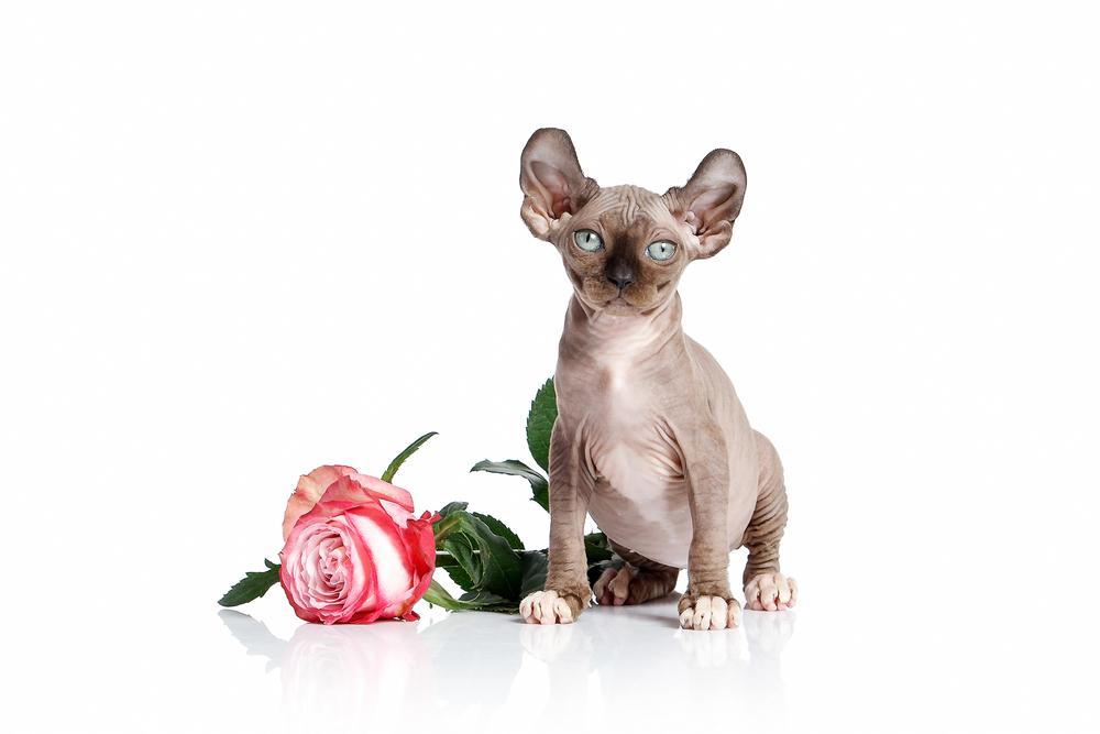 Советы по выбору котенка породы эльф