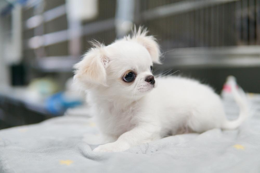 Обучение белых чихуахуа можно начинать в щенячьем возрасте