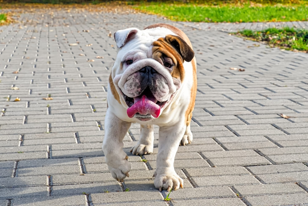 Вес у английского бульдога может быть недостаточным