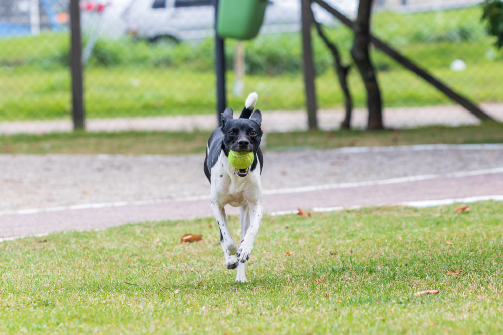 Бразильский терьер нуждается в гигиене