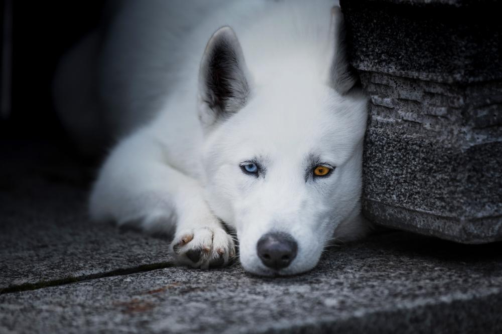 Здоровье и болезни канадской эскимосской собаки