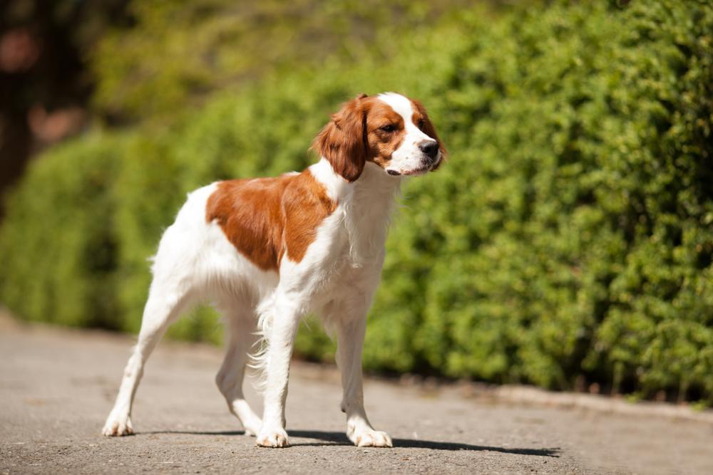 Выгул и активность бретонского эпаньоля 