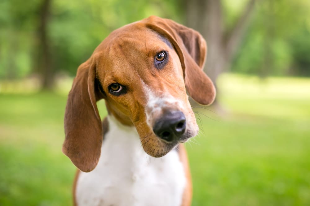 Американский фоксхаунд любит играть с детьми