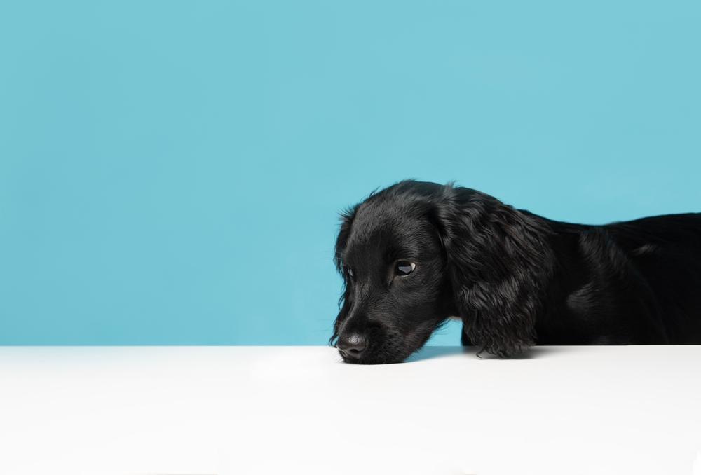 Как выбрать щенка черного спаниеля?