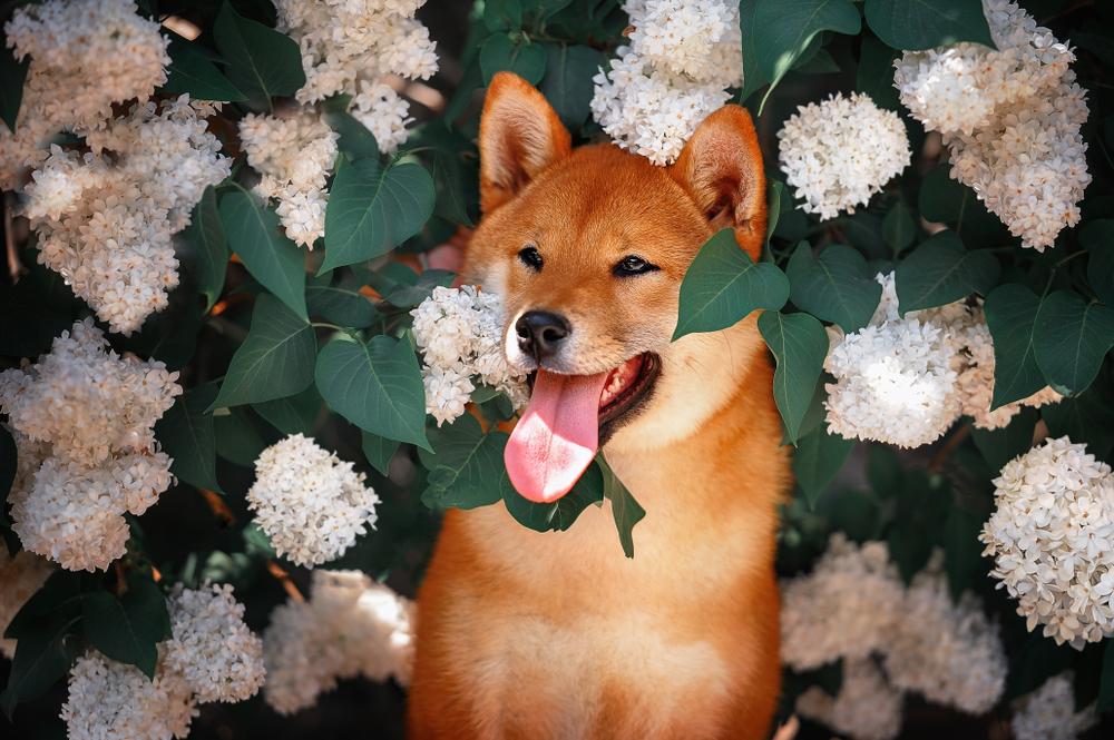 Породы собак, легко переносящие одиночество: сиба-ину