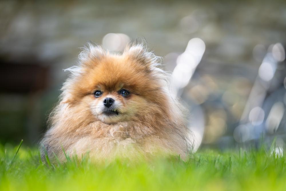 Какой уход нужен рыжему шпицу?