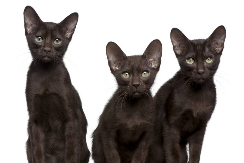 Английские породы кошек: гавана браун