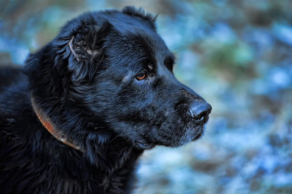 Какое здоровье у черных среднеазиатских овчарок?