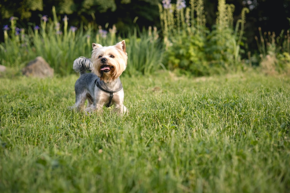 Причин отсутствия течки у йоркширского терьера несколько