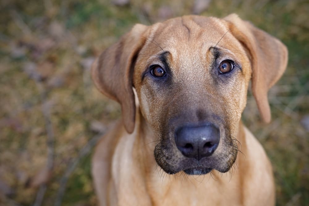 Брохольмеры привязаны к владельцу