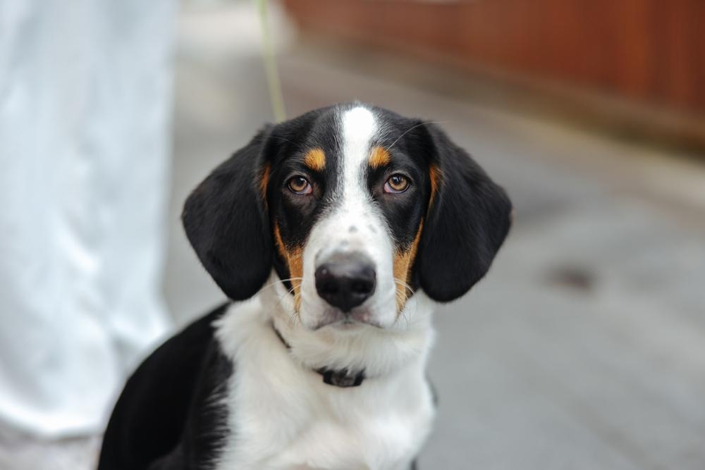 Породы собак, похожие на таксу внешне: древер Породы собак, похожие на таксу внешне: древер