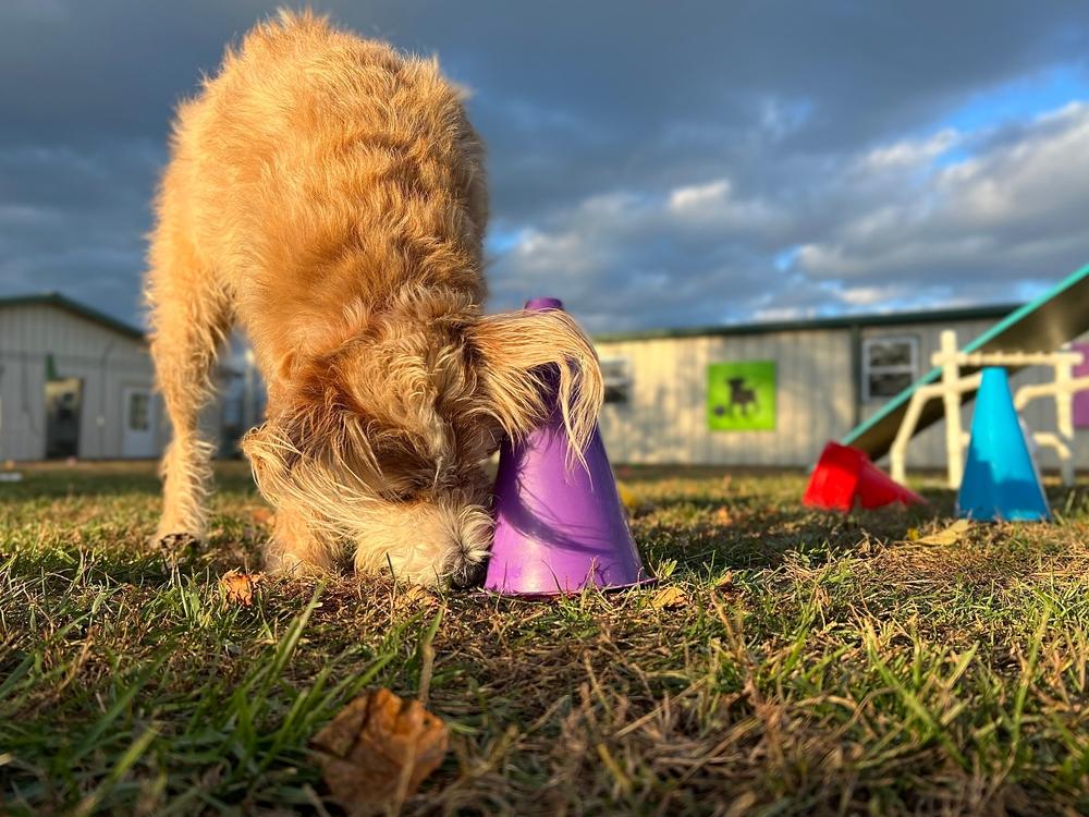 Почему щенок может прятать еду