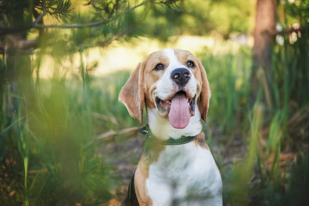 Сколько живут бигли по человеческим меркам?
