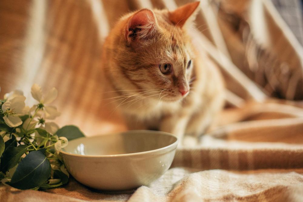 Особенности кормления аравийского мау